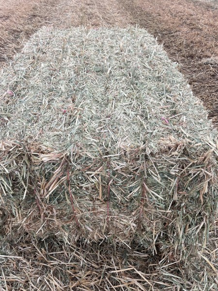 500 x Oat/Vetch Mix Hay 475-500kg 8x4x3 Bales