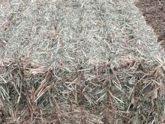 500 x Oat/Vetch Mix Hay 475-500kg 8x4x3 Bales
