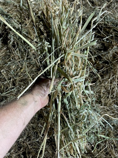 500 x Oat and Vetch Mix Hay 475-500kg 8x4x3 Bales