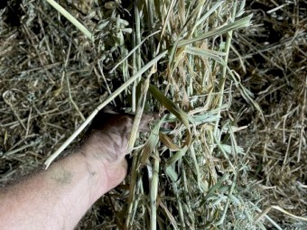 500 x Oat and Vetch Mix Hay 475-500kg 8x4x3 Bales