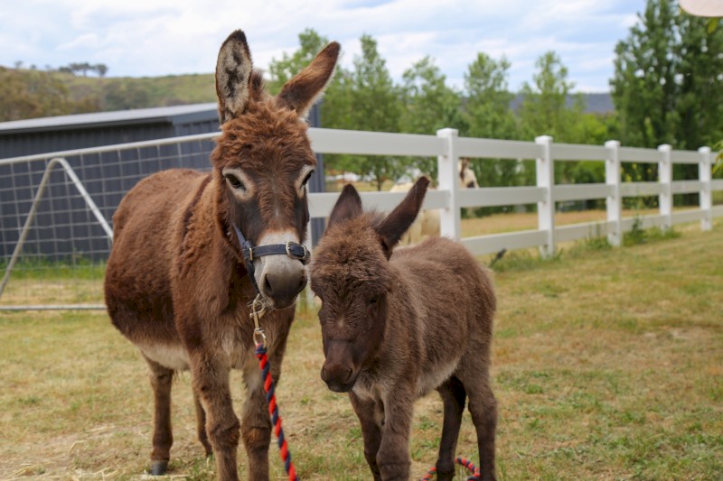Registered Mini donkey and mini donkey foal