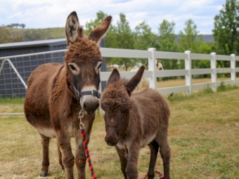 Registered Mini donkey and mini donkey foal