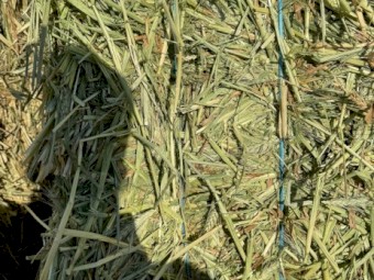 500mt Wheaten Hay 650-700kg 8x4x3 Bales