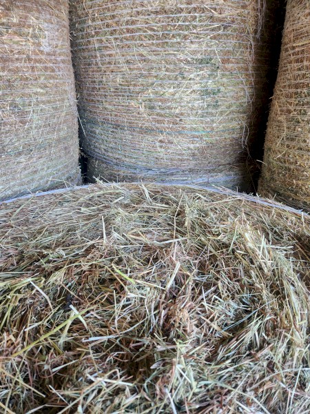 Pasture Hay 4x4 Rounds