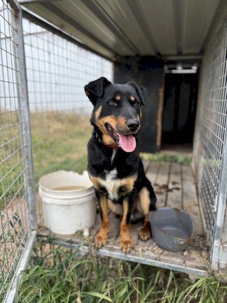 Kelpie