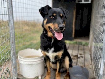 Kelpie