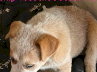 Red Heeler