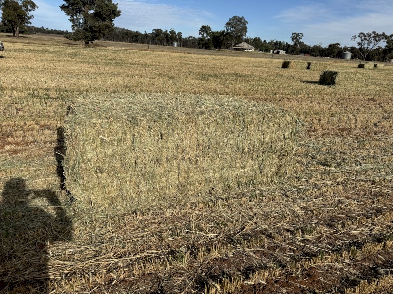 1100mt Wheaten Hay 650kg 8x4x3 Bales