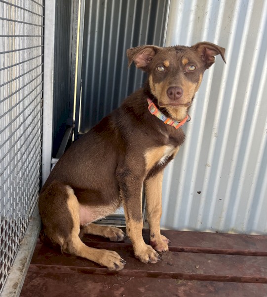 Female Kelpie Pup