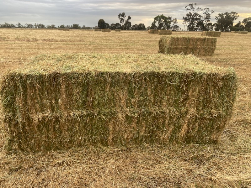 2024 season rye grass hay