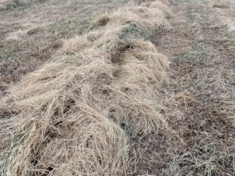 2024 season rye grass hay