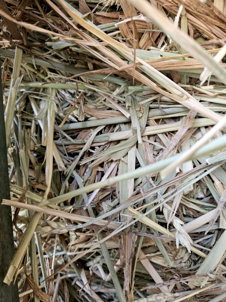 2024 Beardless wheaten hay 