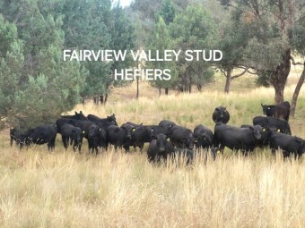 High Quality Angus Bulls. 50+ take your pick. Sired from from some of the best Bulls in the world
