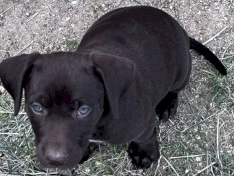 German Pointer x Kelpie pups