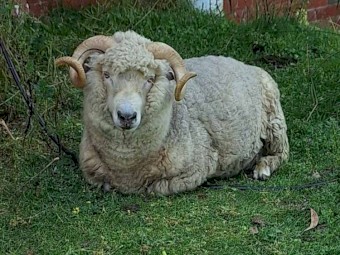 Healthy Strong Ram good for breeding 
