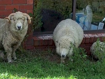 Healthy Strong Ram good for breeding 
