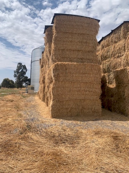 2024 Wheaten Hay no rain damage