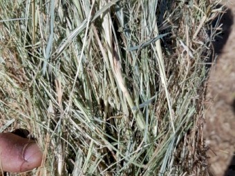60 x Pasture Hay 5x4 Round Bales