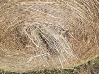 60 x Pasture Hay 5x4 Round Bales