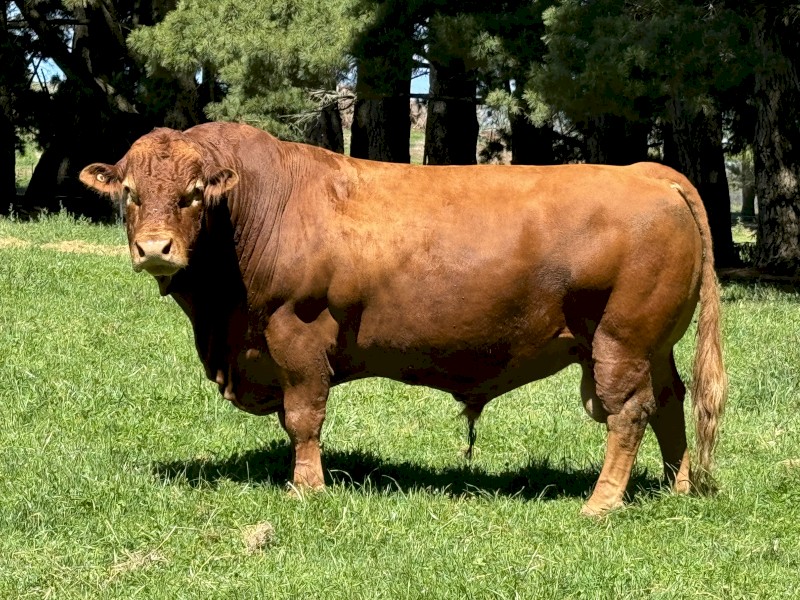 Bull South Devon Pedigree Stud Bull 6 year old