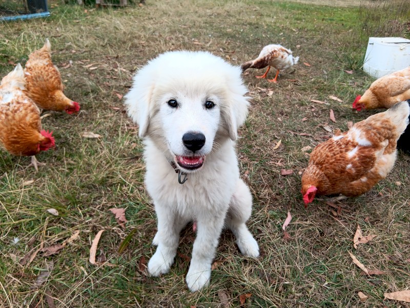 Maremma Pup