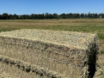 Lucerne Hay 700kg 8x4x3 Bales