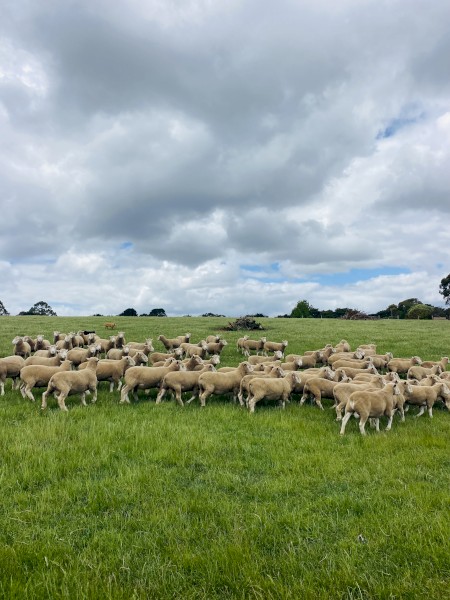 Derrynock BLD Poll Dorset Flock Rams