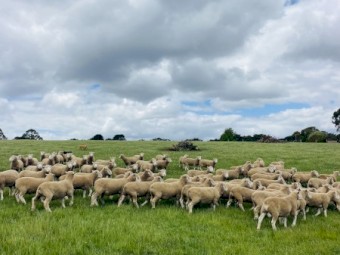 Derrynock BLD Poll Dorset Flock Rams