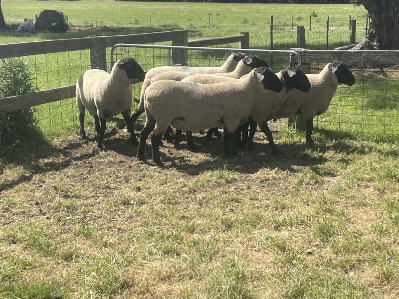 Suffolk Rams 