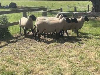 Suffolk Rams 