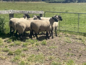 Suffolk Rams 