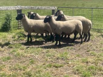 Suffolk Rams 