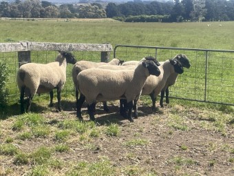 Suffolk Rams 