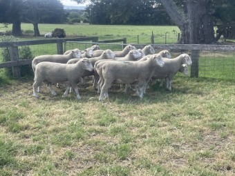 Poll Dorset Rams