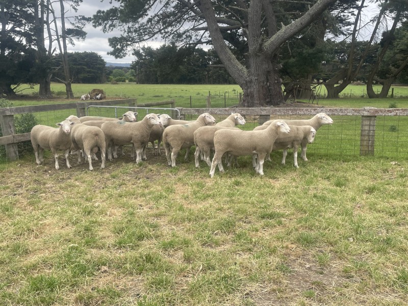 White Suffolk Rams