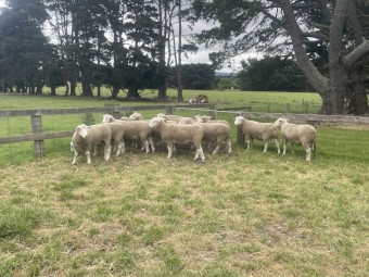 White Suffolk Rams