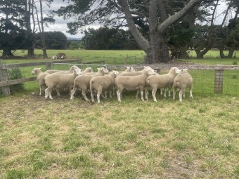 White Suffolk Rams