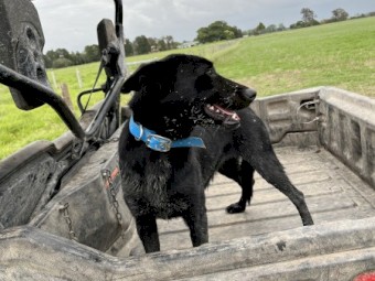 Black Kelpie Bitch