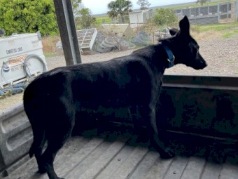Black Kelpie Bitch