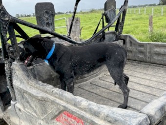 Black Kelpie Bitch