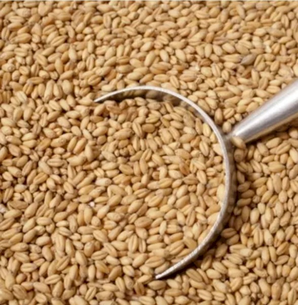 Zanzibar Wheat (For Sale in 2 weeks)