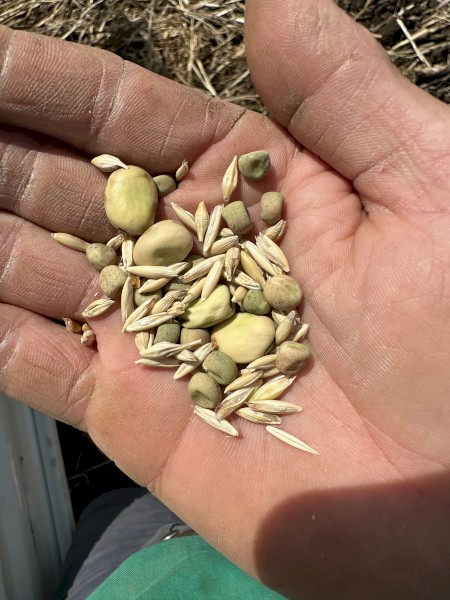 200mt Feed Grain Mix