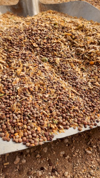 Lentil Seconds/ Barley