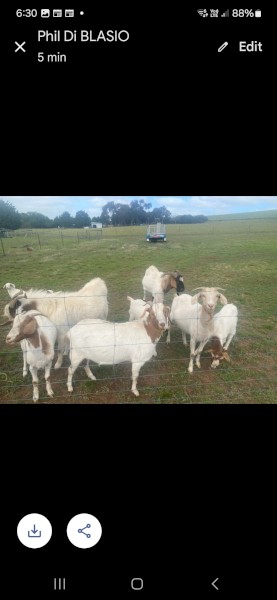Goats Boar