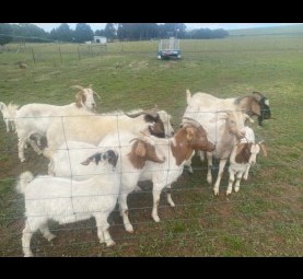 Goats Boar