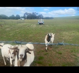 Goats Boar