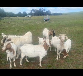 Goats Boar