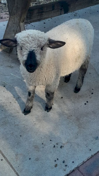 Hampshire Ram