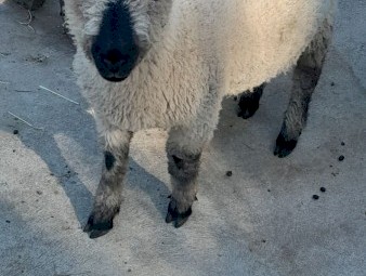 Hampshire Ram