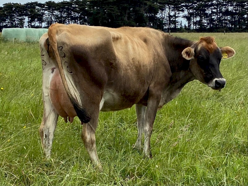 Dairy Herd x 200 head